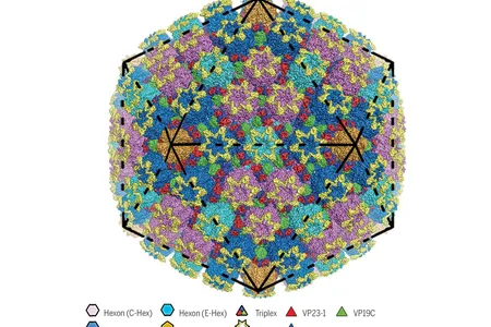 The structure of herpes virus simplex 2, aka genital herpes