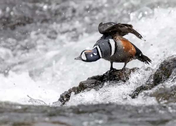 Clown of the Cascades thumbnail