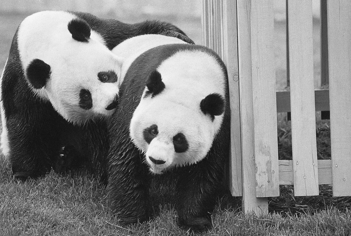 Don't Worry Mr. Nixon, the National Zoo's Pandas Figured Out How