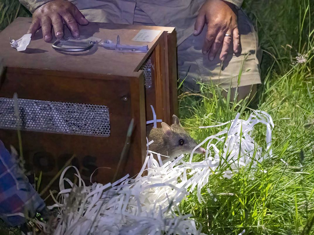 Eastern Barred Bandicoot Release