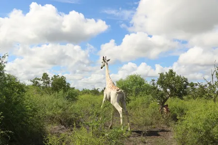 The giraffe's white color comes from a genetic condition called leucism.
