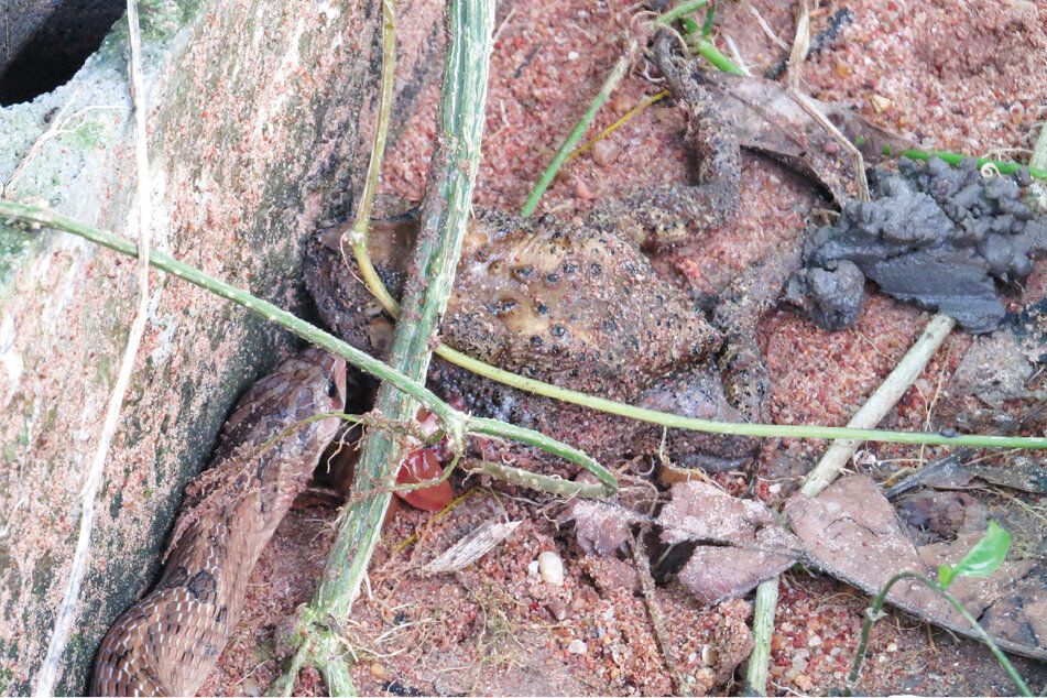 Kukri snake eating toad's organs