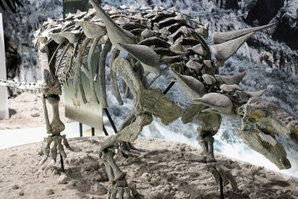 The nodosaur Animantarx