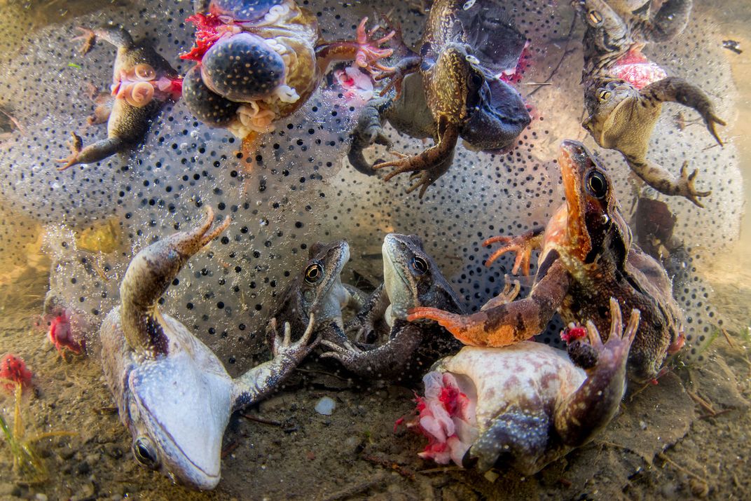 An image of frogs with missing legs floating around in water