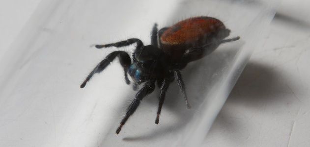 Spider 631x300.jpg