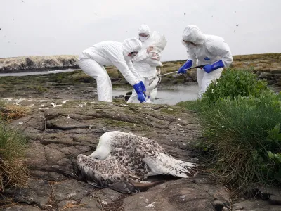 Rangers clear deceased birds from Staple Island in England, where avian flu had a devastating effect on a seabird colony.