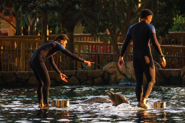 Harmony in Motion thumbnail