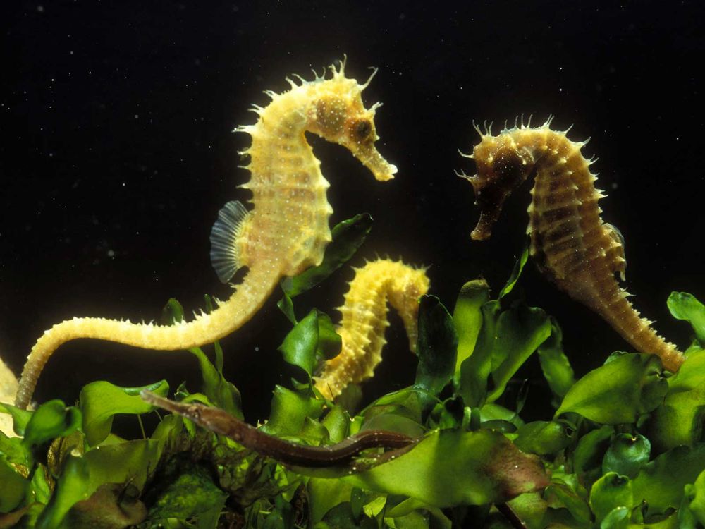 Three Seahorses