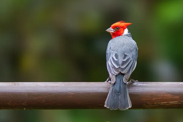 Red-Crested Cardinal thumbnail