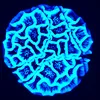 Digitalized pollen of Passiflora cumbalensis