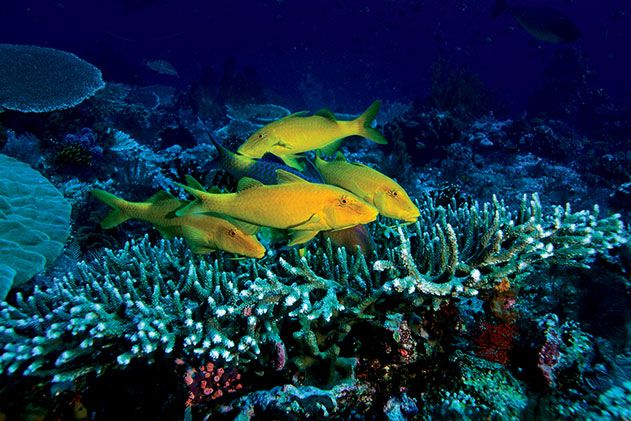 Yellow saddle goatfish