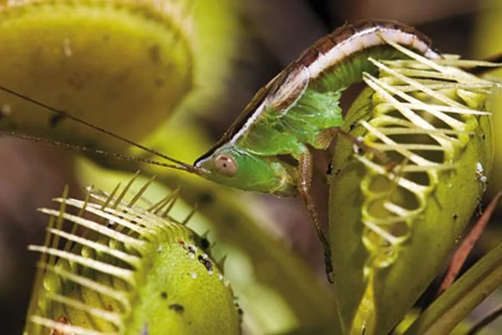 Venus flytrap captured katydid