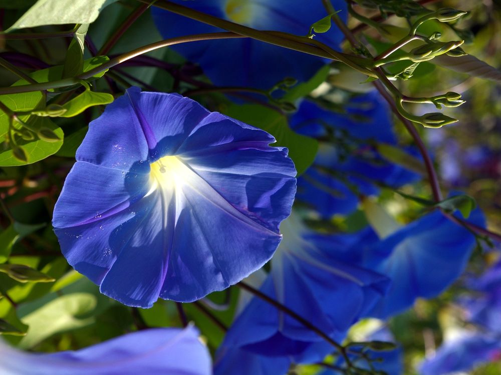 blue morning glory Smithsonian Photo Contest Smithsonian Magazine