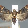 U.S. Customs Agents Find Rare Moth Last Spotted in 1912 icon
