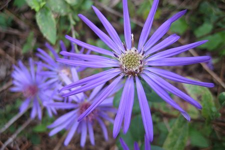 The Georgia aster is one of many threatened plant species