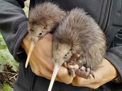 The Capital Kiwi Project members discovered two kiwi chicks late last month.