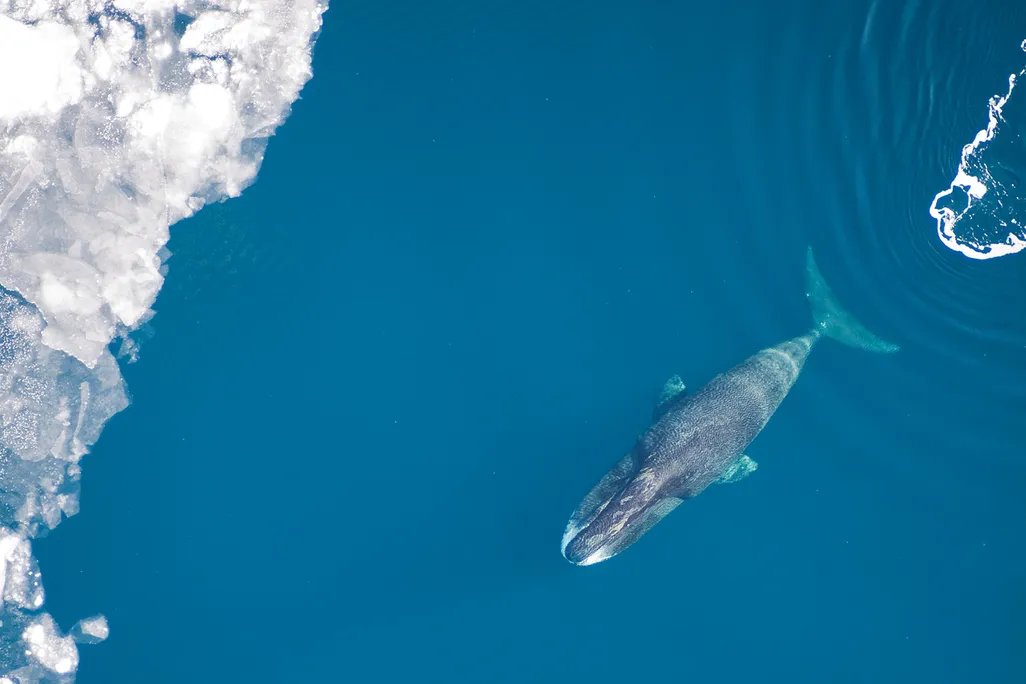 Bowhead Whale