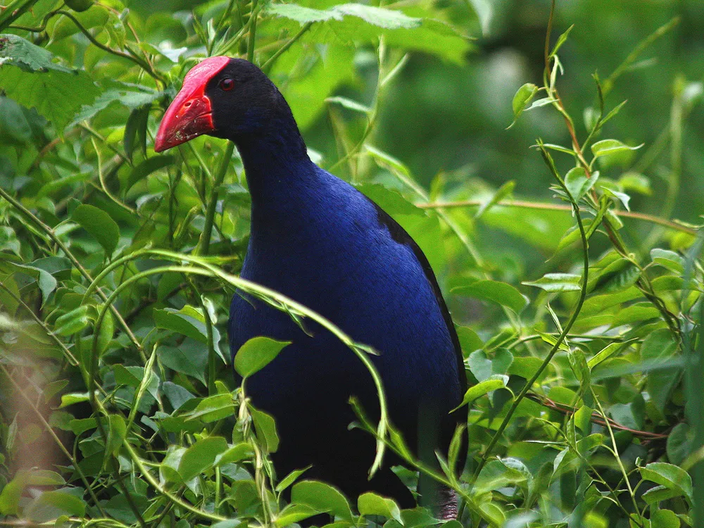 Pukeko bird