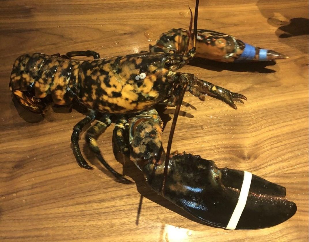 A black lobster with orange spots sits on a wooden surface and has rubber bands around its claws 