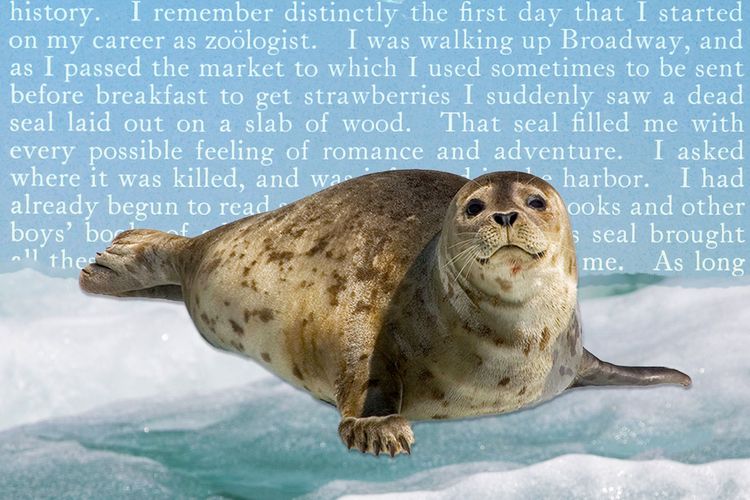 An illustration of a harbor seal in front of text from Theodore Roosevelt's autobiography