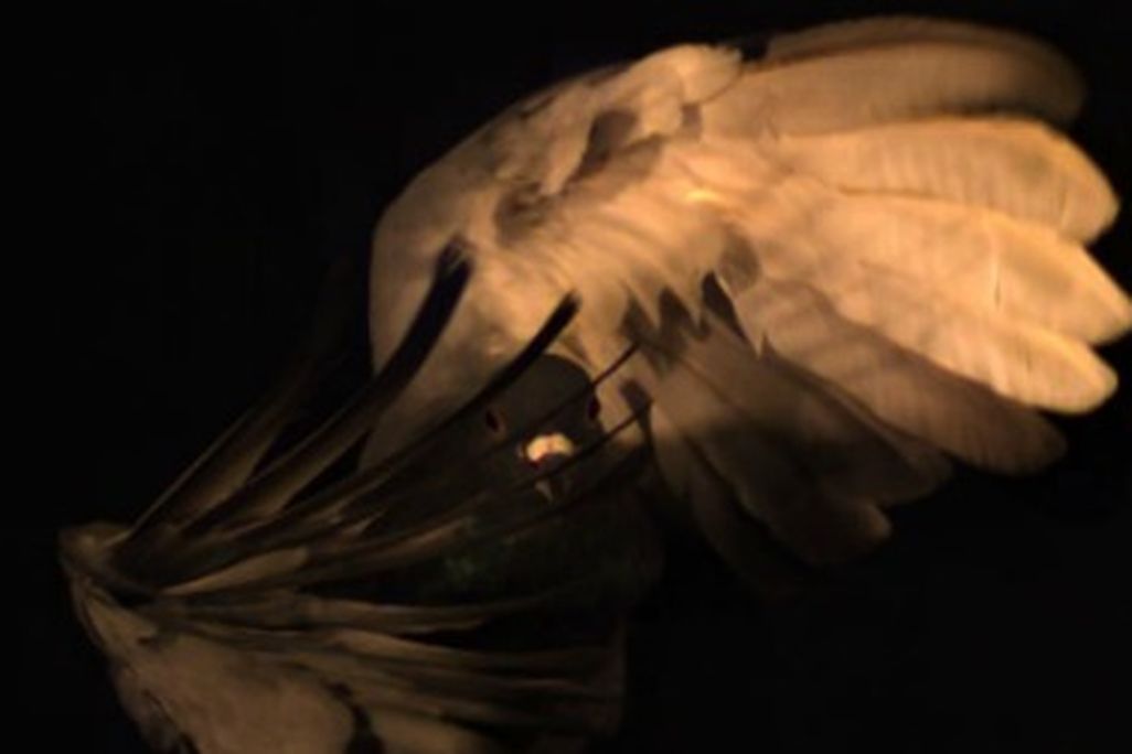 A pigeon's turn is very different from that of an airplane