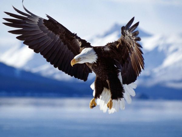 Bald Eagle Coming In For A Landing Like A F-14 Coming Into A Landing On An Aircraft Carrier thumbnail