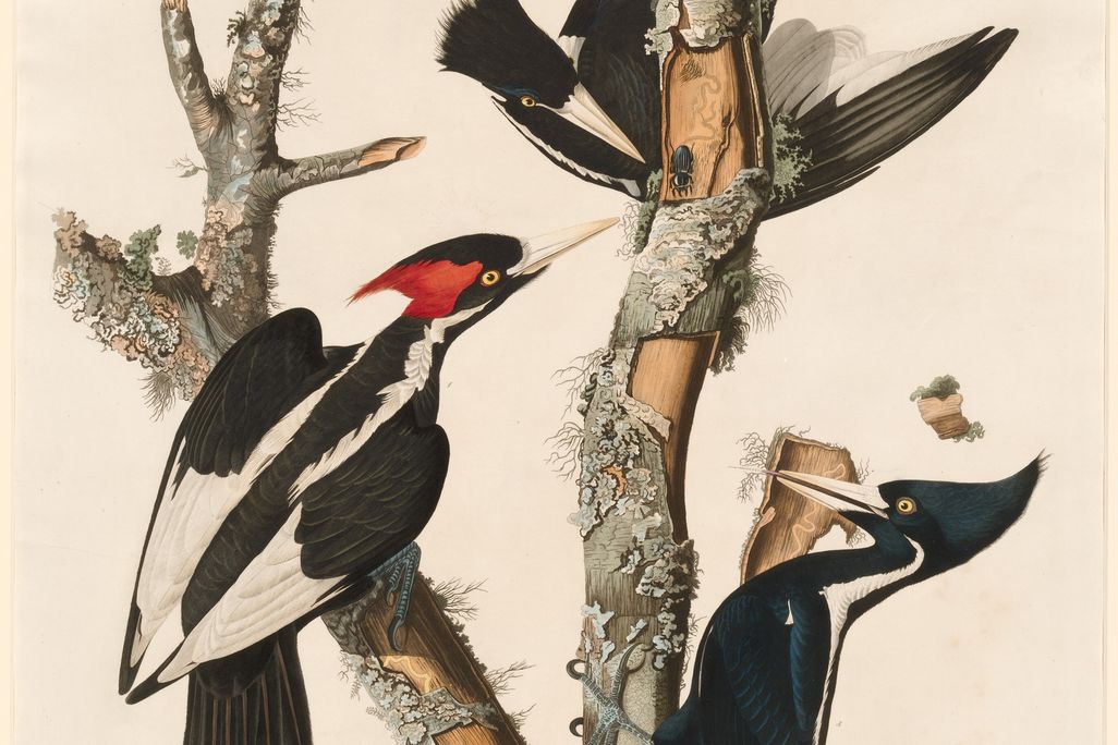 An illustration of three ivory-billed woodpeckers with black wings and red crests on a tree limb