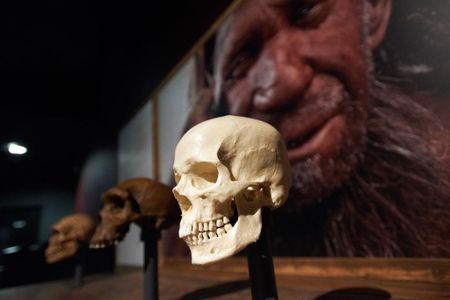 A human skull on display with earlier ancestor skulls and a picture of a Neanderthal man at the Museum of Natural History of Toulouse. 