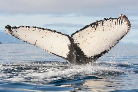 Rake marks on humpback flukes may be literal tallies of battles won—like the scars seen on the upper right fluke fin here—but little is known about the losses.