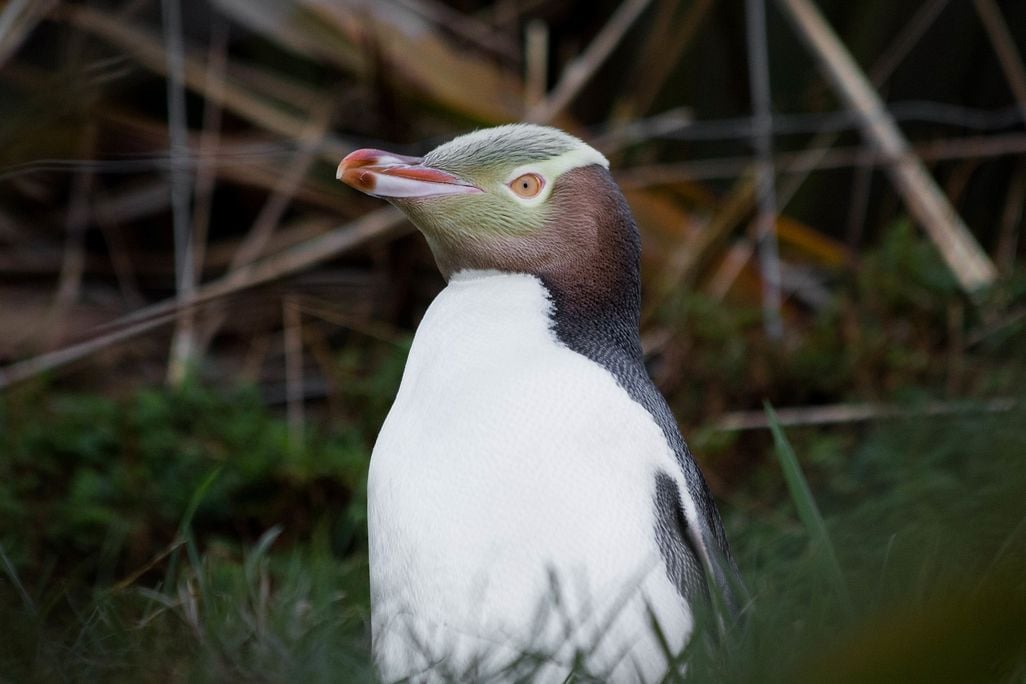Yellow-eyed penguin
