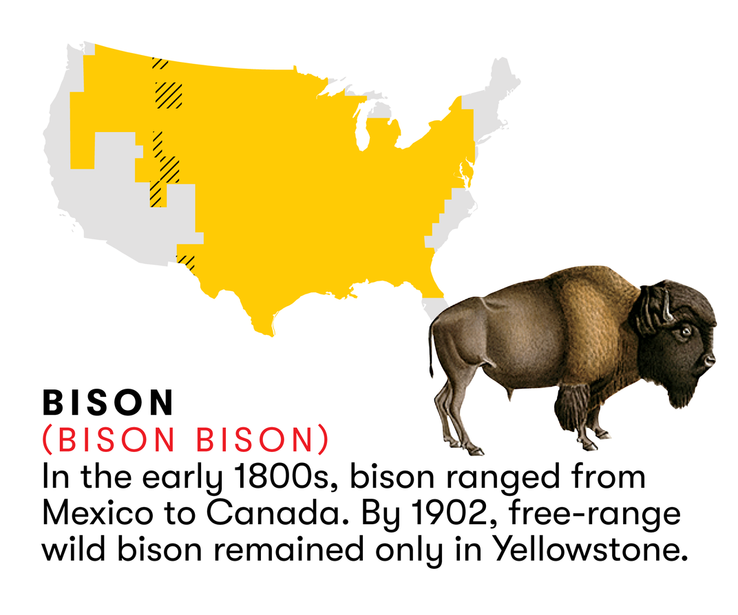 The Bison Returns to the Great American Plains | Science| Smithsonian  Magazine