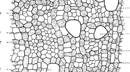 The microstructure of Smets' "dinosaur" revealed the fossils to be petrified wood.