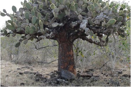 An Espanola Galapagos giant tortoise under an arboreal prickly pear cactus. The cactus is a vital part of the tortoise's diet, but the surrounding woody plants - a leftover problem caused by goats - prevent the cactuses from regrowing.  