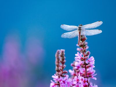 More than 3,000 known dragonfly species exist.