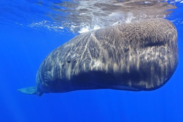 Sperm Whale off the coast of Dominica thumbnail