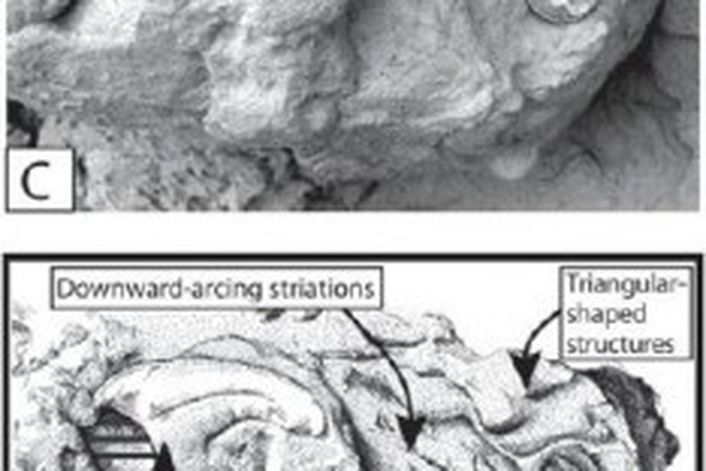20110520083231dinosaur-claw-impression-234x300.jpg