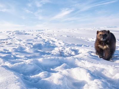 Female wolverine on Arctic tundra on Alaska's North Slope - social media opener