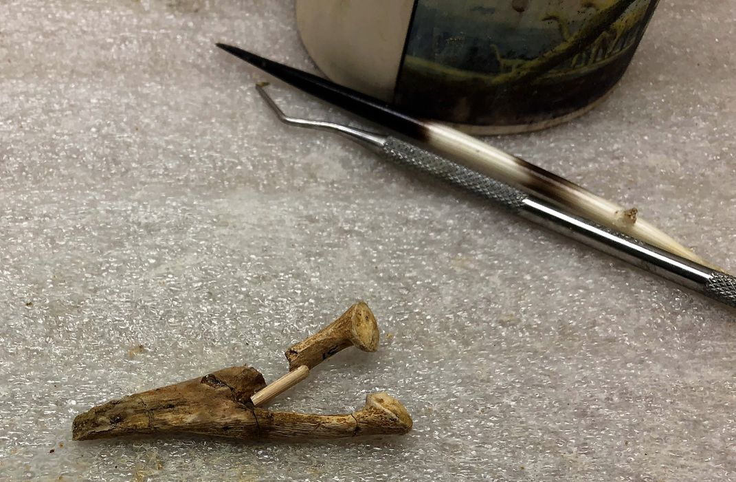 A porcupine quill and dental pick used by Project intern Myria Perez to prepare fossils for display.