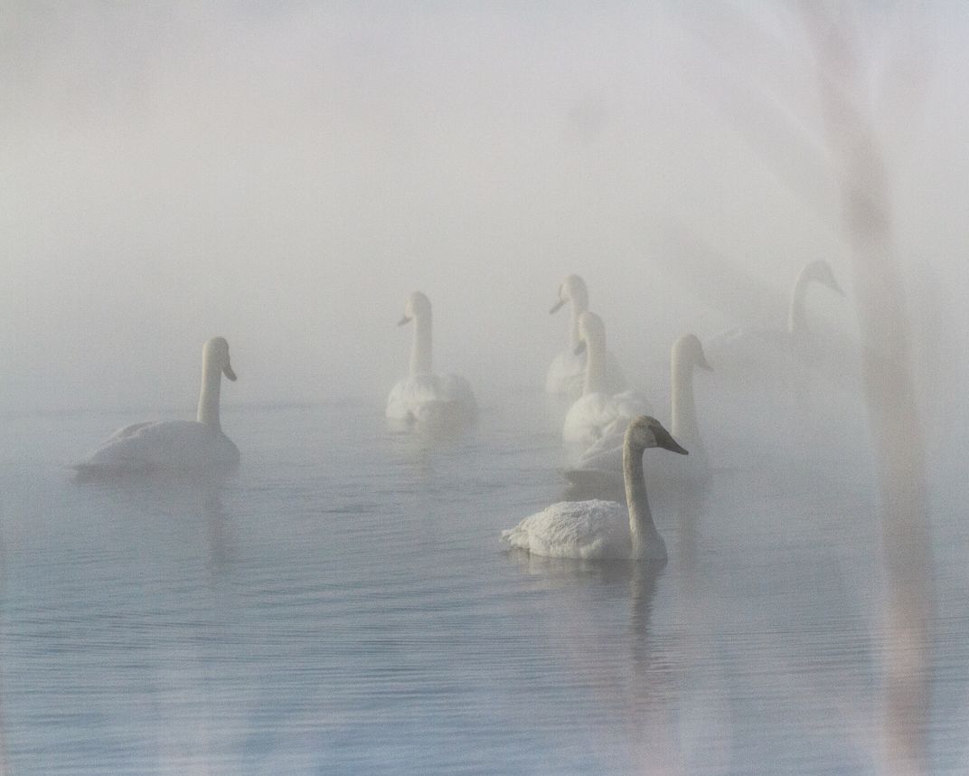 Into the Mist: Trumpeter swans swimming in a hotspring in winter ...
