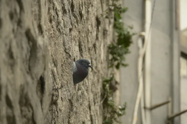 A pigeon peeking out from a narrow gap in the wall. thumbnail