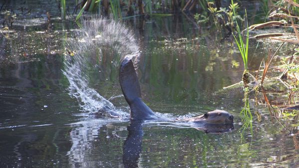 Beaver Splash at Beaver Lake thumbnail
