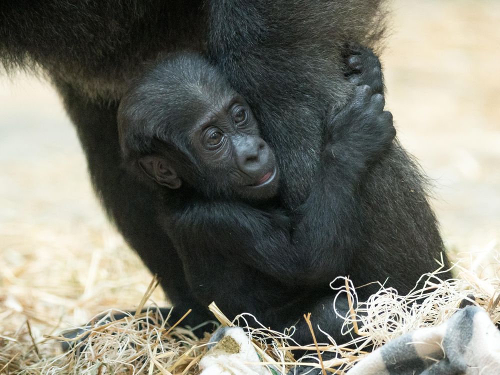 Baby Gorilla