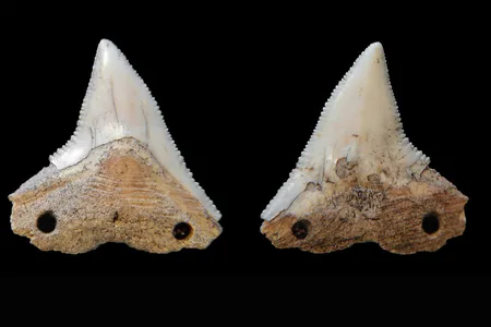 Both sides of a shark tooth from Rio do Meio, an artifact which may have been used as a cutting tool. Archaeologists think it was bound to a wooden shaft by cord, strung through the drilled holes.