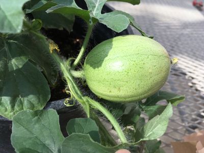 New genetic research finds that the Kordofan melon (pictured), native to Sudan, is the watermelon's closest wild relative. 