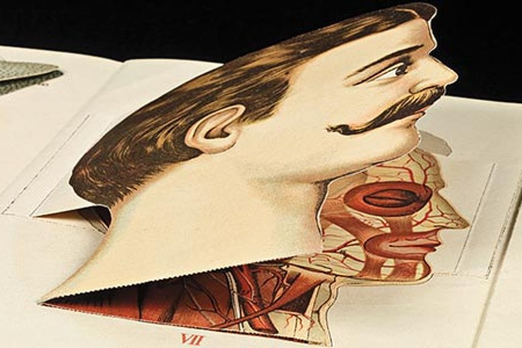 Shahzia Sikander German medical illustrations