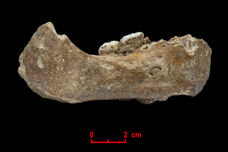 A Tibetan monk came across this mandible in 1980 while praying in the Baishya Karst Cave. 