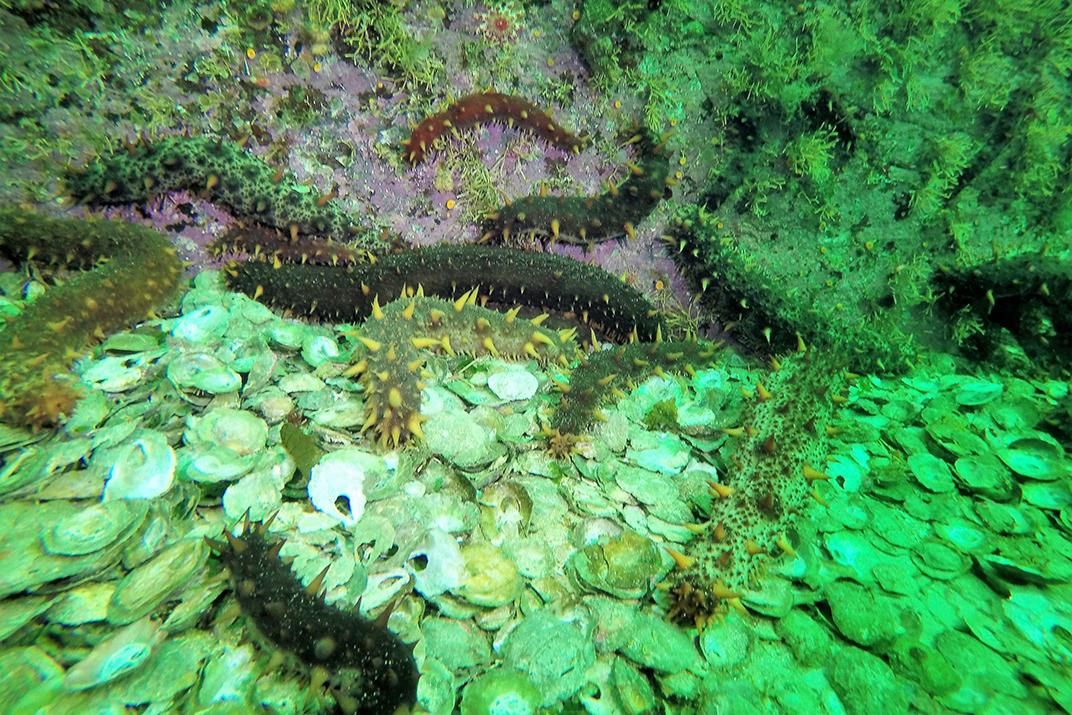 Is the Mysterious Sea Cucumber Slipping Out of Our Grasp?