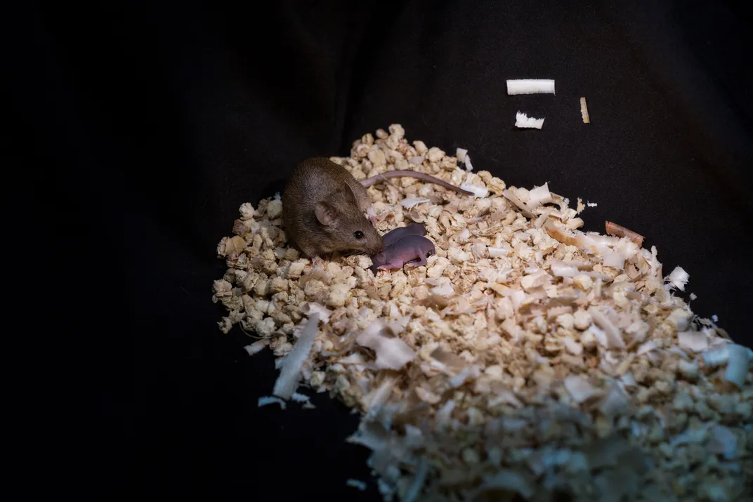 Scientists Break the Rules of Reproduction by Breeding Mice From Single-Sex Parents