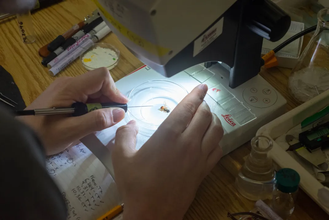 Bee in a Petri dish under a microscope, with a person's hands using a tool to touch the insect