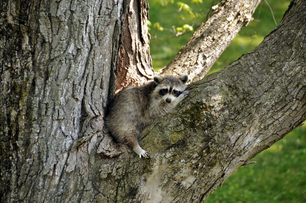 Female Racoon takes a rest from nursing her 3 cubs inside their maple ...